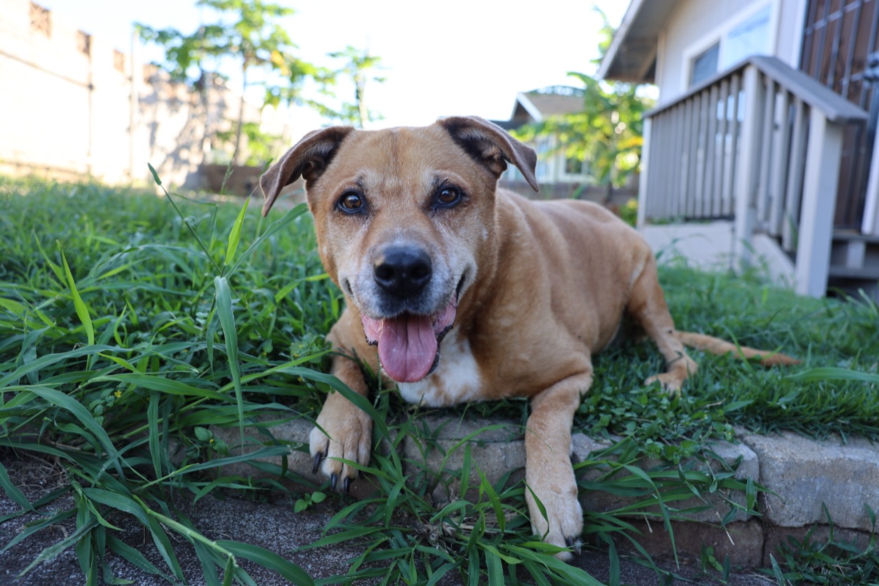 A brown dog resting in the grass beside a garden path