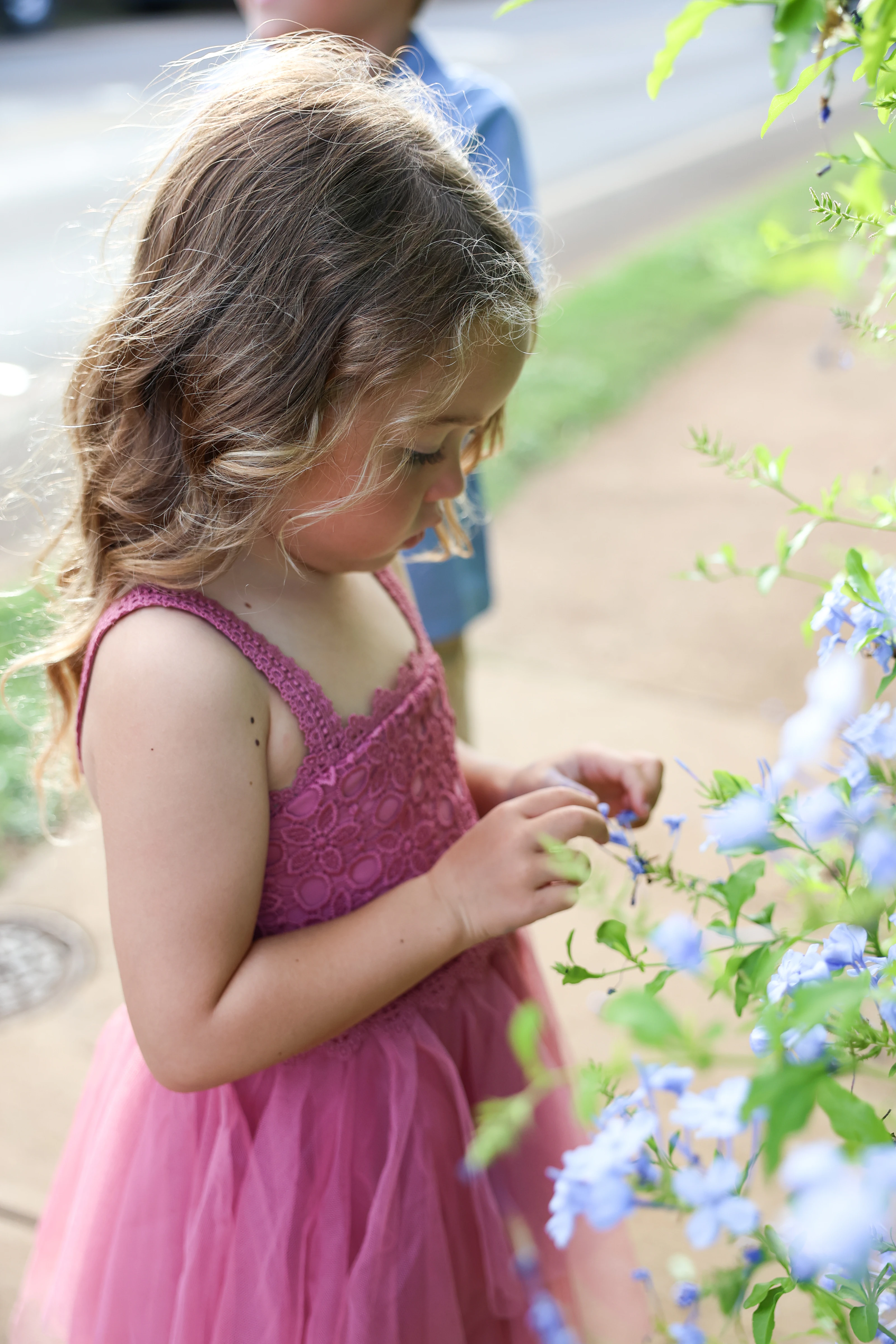 Child looking at blue flowers in warm garden light